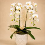 Snow Fall Orchid Harmony