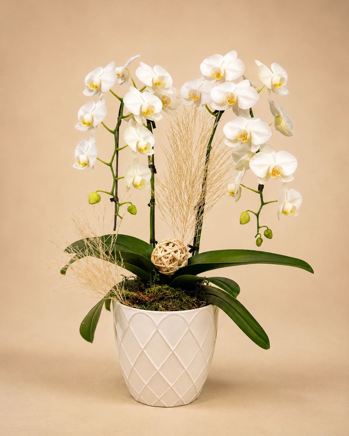 Snow Fall Orchid Harmony