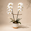 Snow Orchid