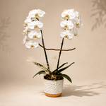 Snow Orchid