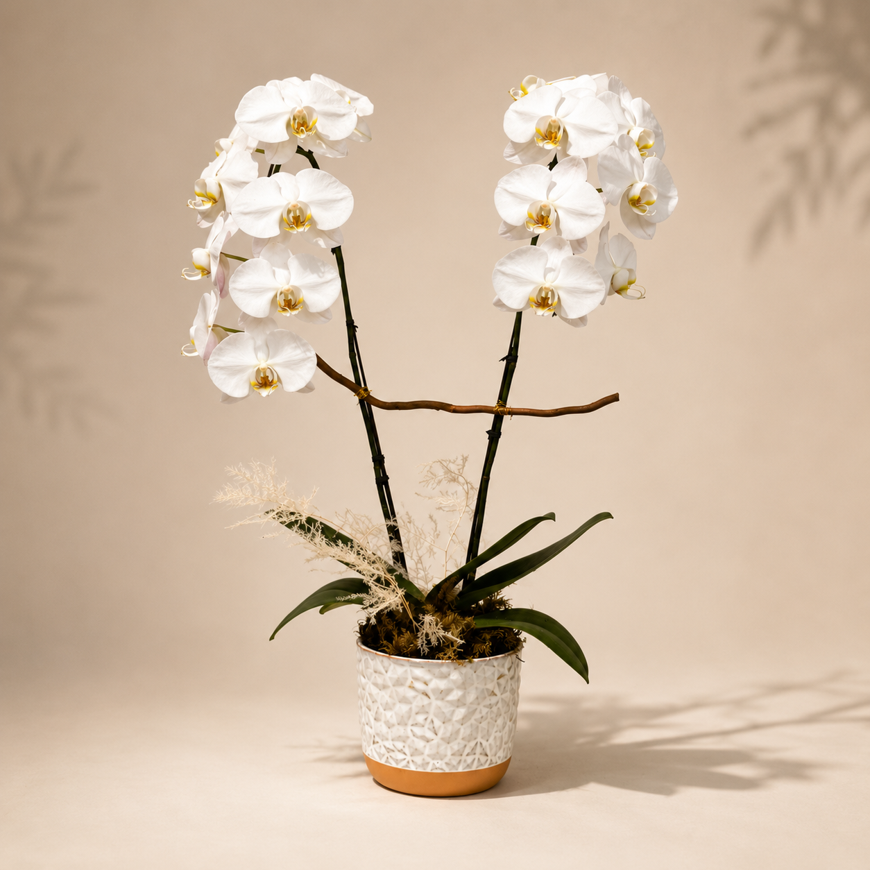 Snow Orchid