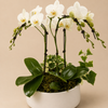 Sophisticated Orchid Arrangement