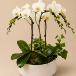 Sophisticated Orchid Arrangement