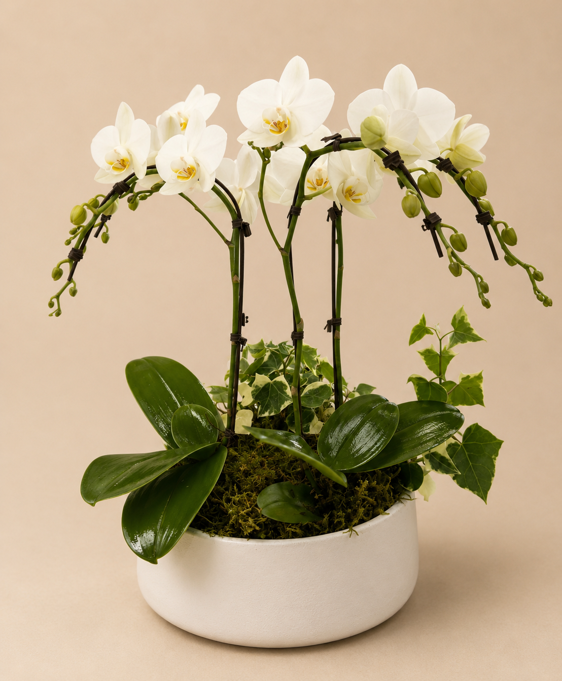 Sophisticated Orchid Arrangement