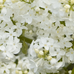 Syringa Vulgaris Angel White