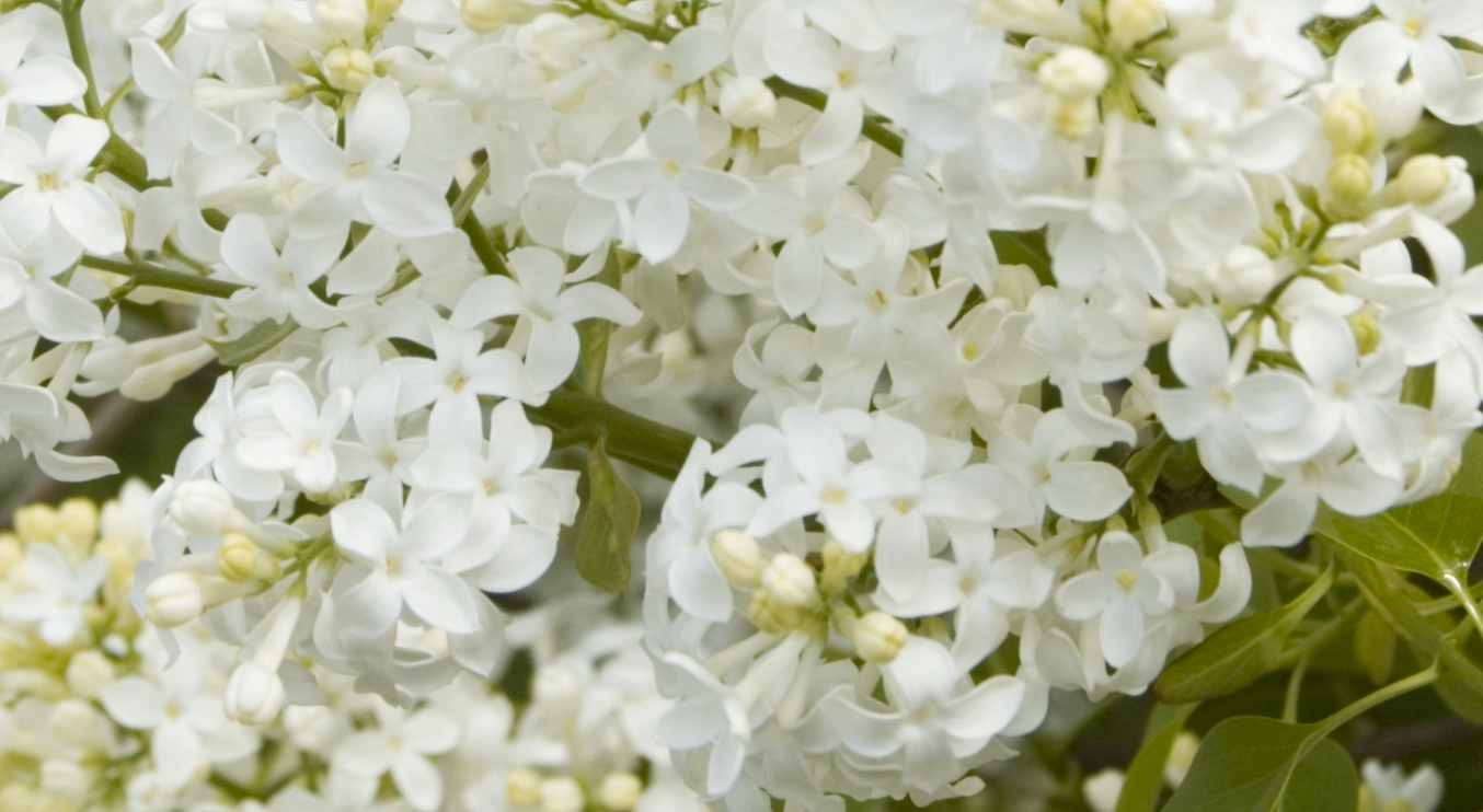 Syringa Vulgaris Angel White