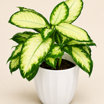 Tropical Snow Dieffenbachia in White Ceramic Pot