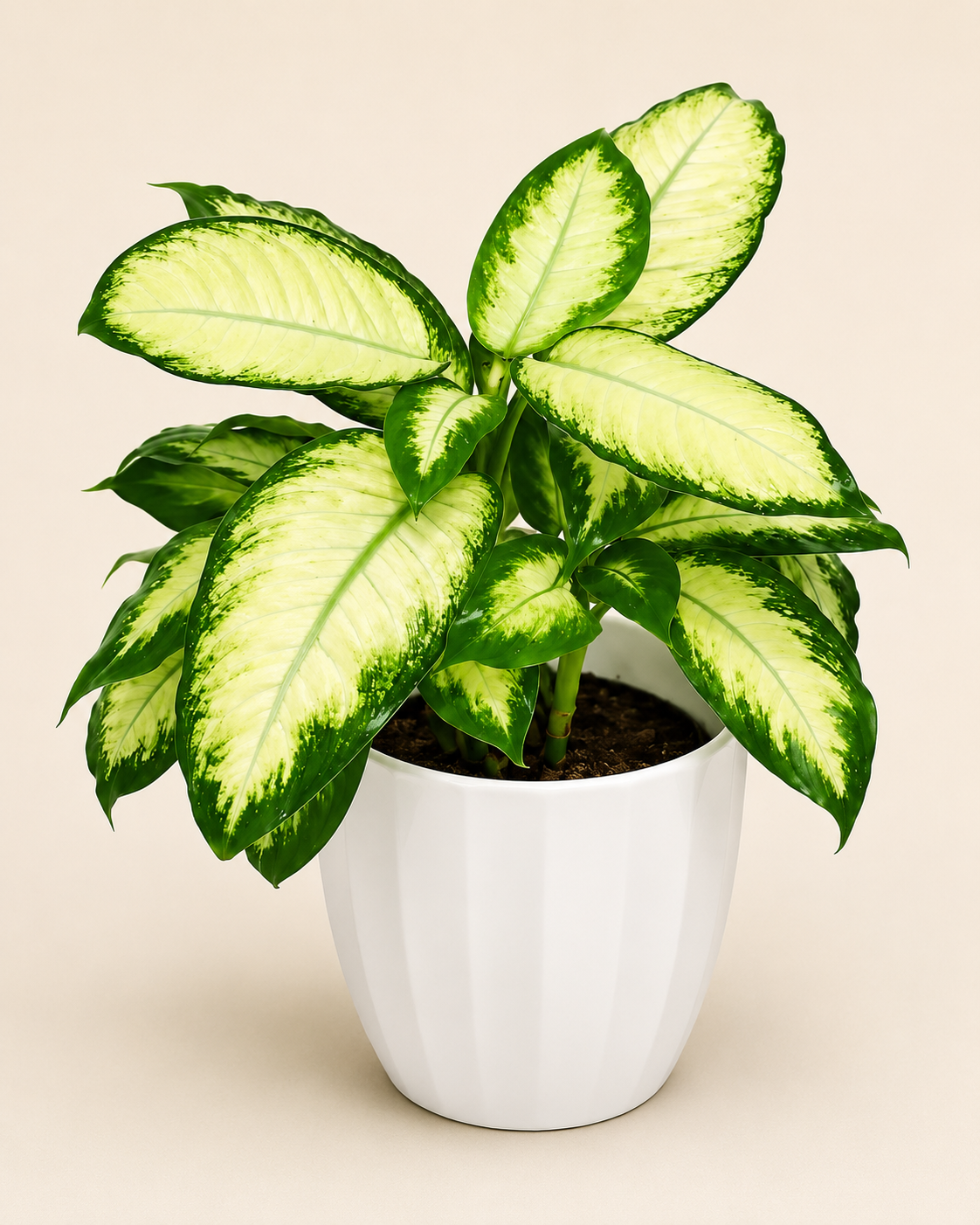 Tropical Snow Dieffenbachia in White Ceramic Pot