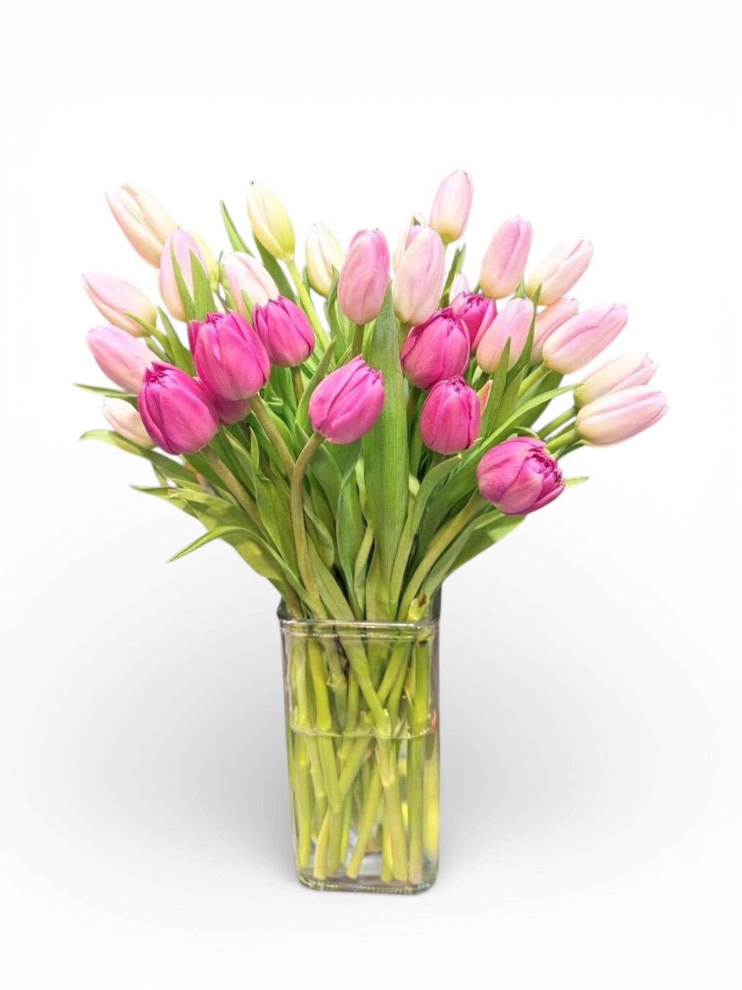 Tulip Garden