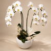 White Elegance Double Phalaenopsis Orchid Garden
