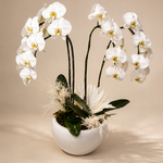 White Elegance Double Phalaenopsis Orchid Garden