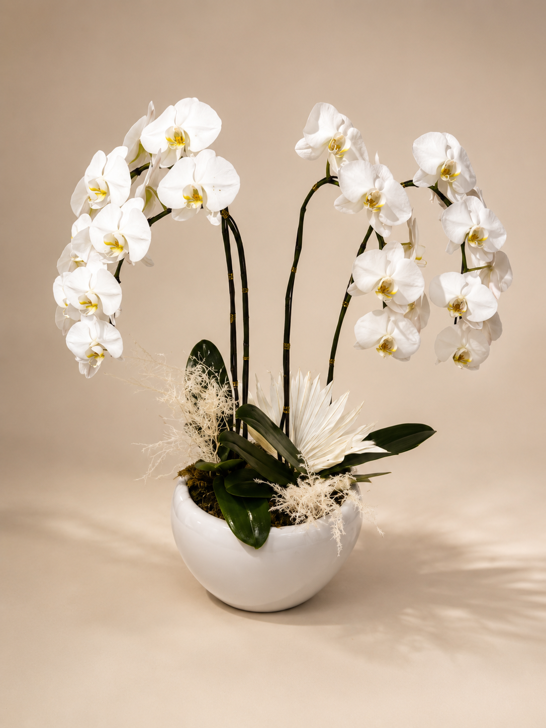 White Elegance Double Phalaenopsis Orchid Garden