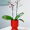 White Orchid in Red Pot