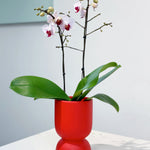 White Orchid in Red Pot