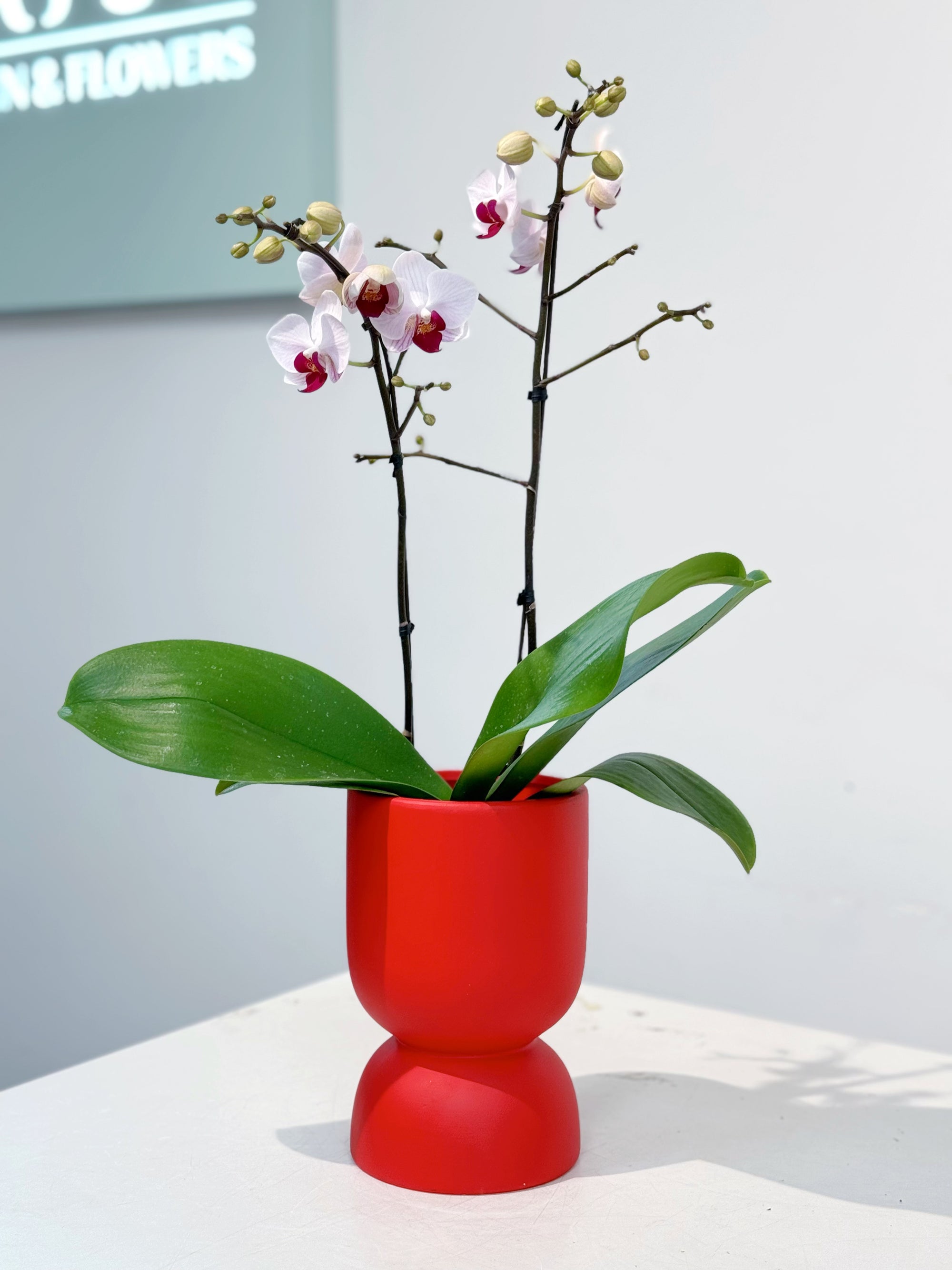 White Orchid in Red Pot
