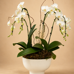 Winter Grace Orchid Garden