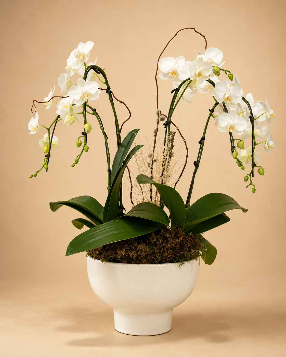 Winter Grace Orchid Garden
