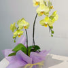 Yellow Orchid Double Spike