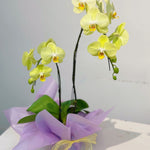 Yellow Orchid Double Spike