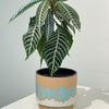 Zebra Plant - Aphelandra Squarrosa Set