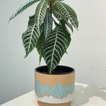 Zebra Plant - Aphelandra Squarrosa Set