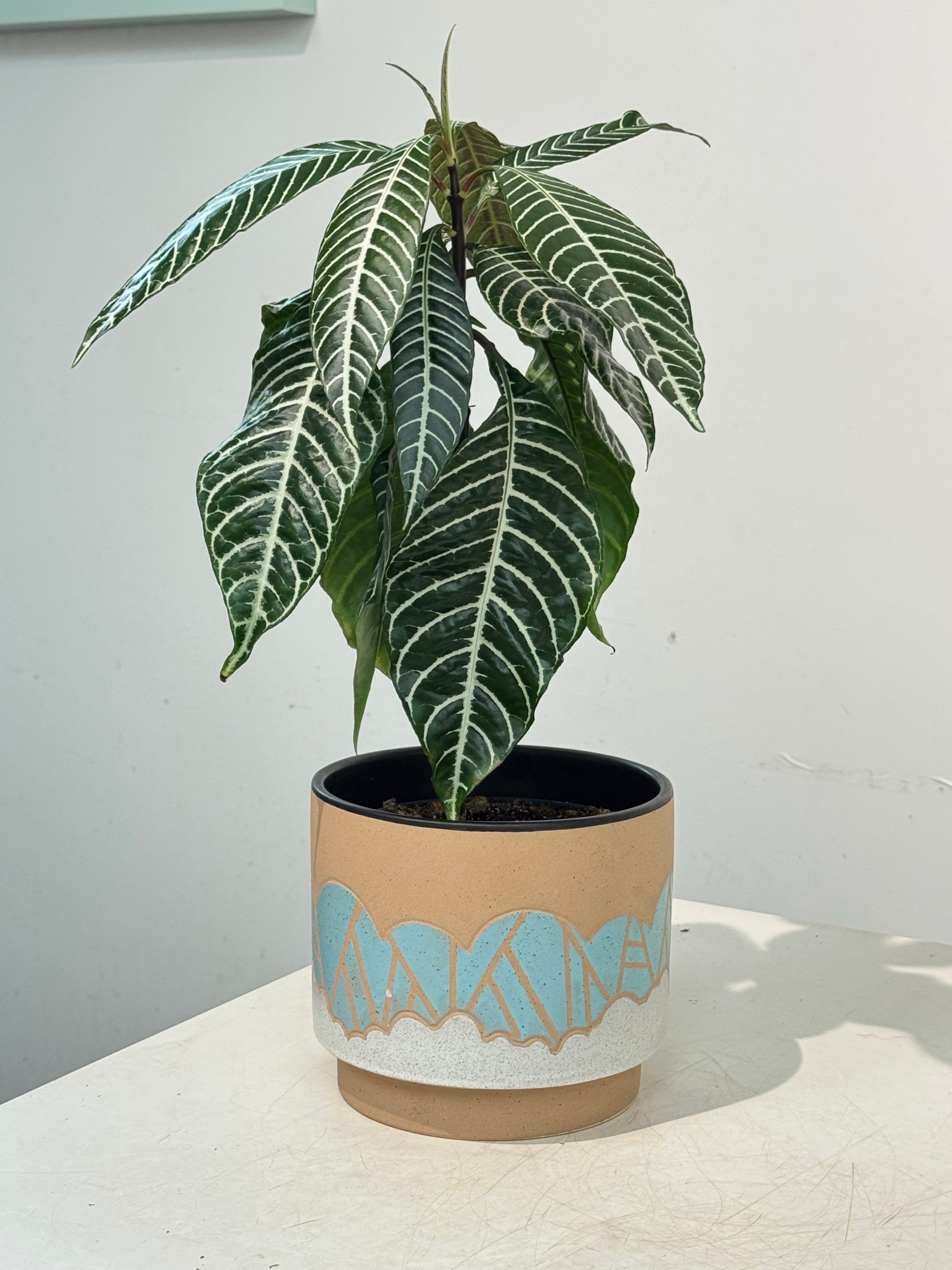 Zebra Plant - Aphelandra Squarrosa Set