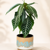 Zebra Plant - Aphelandra Squarrosa Set