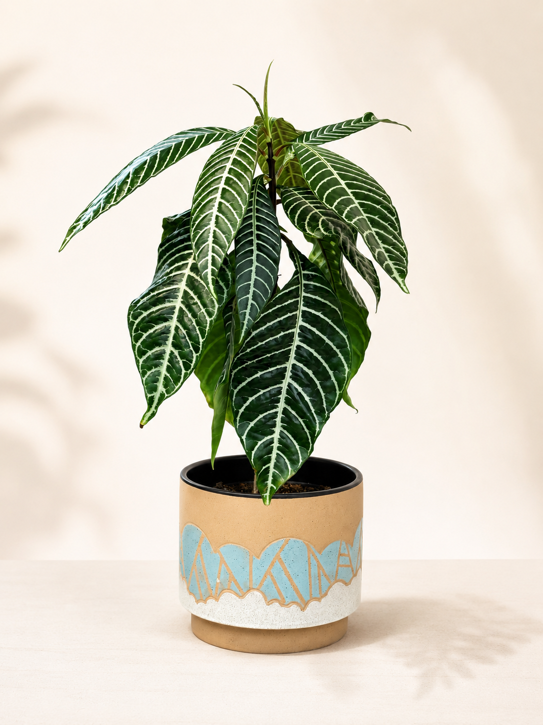 Zebra Plant - Aphelandra Squarrosa Set