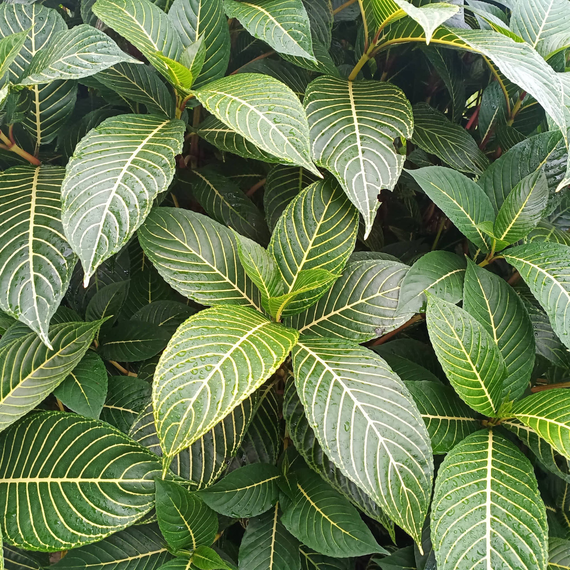 Zebra Plant