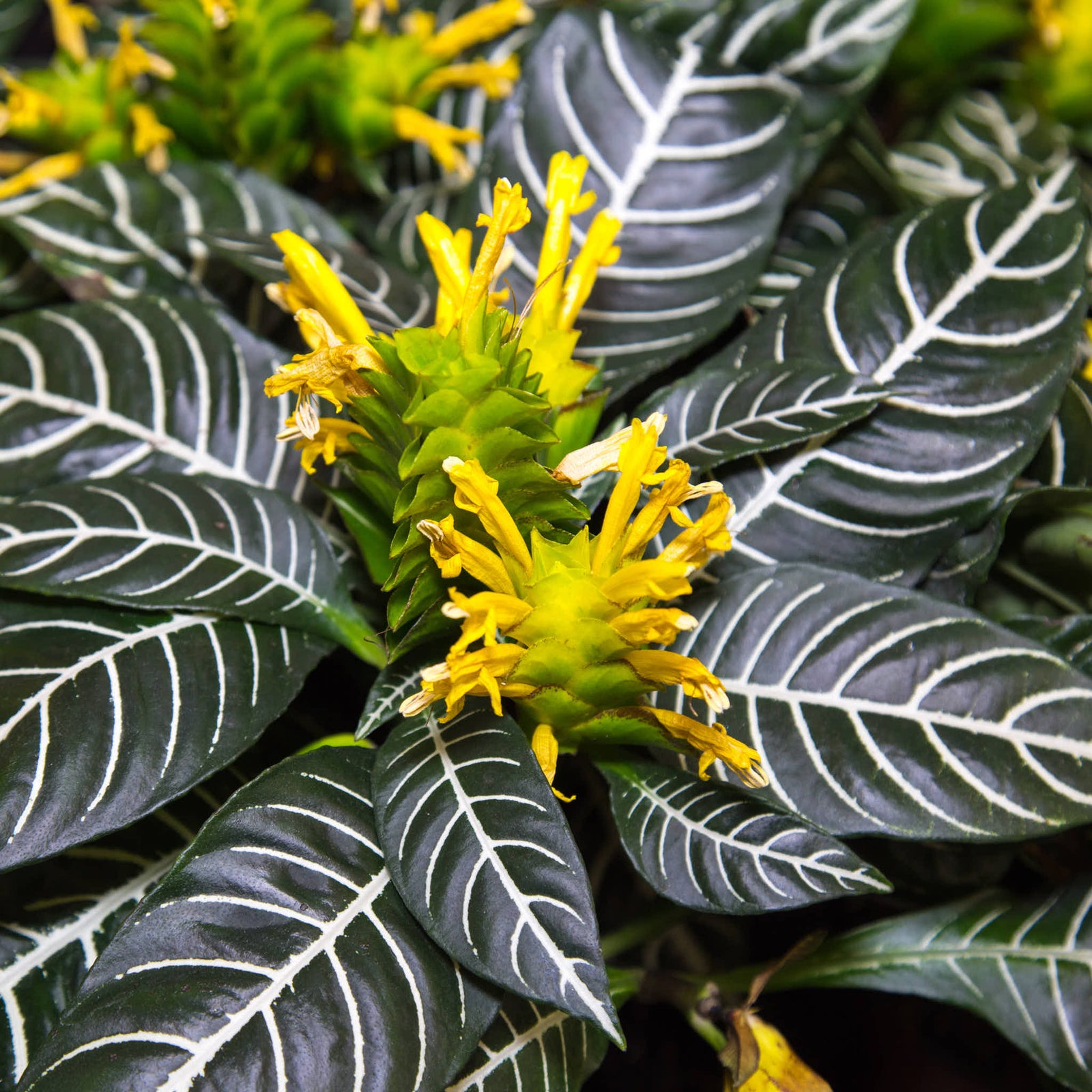 Zebra Plant