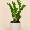 Zz Plant Potted