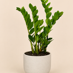 Zz Plant Potted