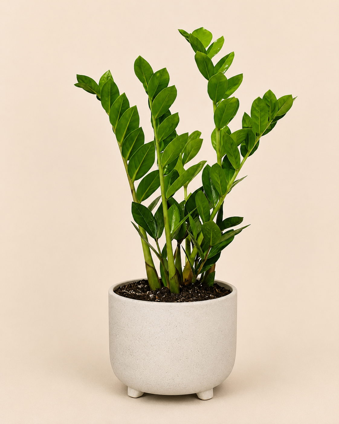 Zz Plant Potted