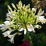 Agap Bridal Veil Ppal