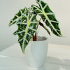 Alocasia Set