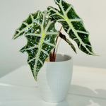 Alocasia Set