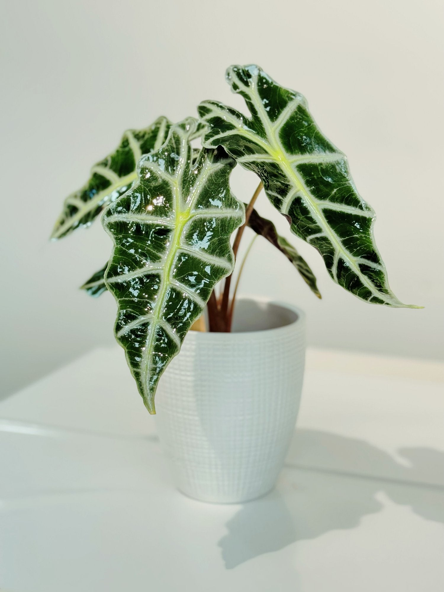 Alocasia Set