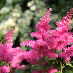 Astilbe Chinensis 'You and me always'