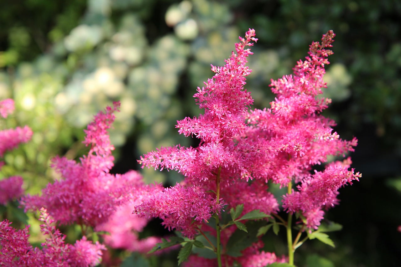 Astilbe Chinensis 'You and me always'