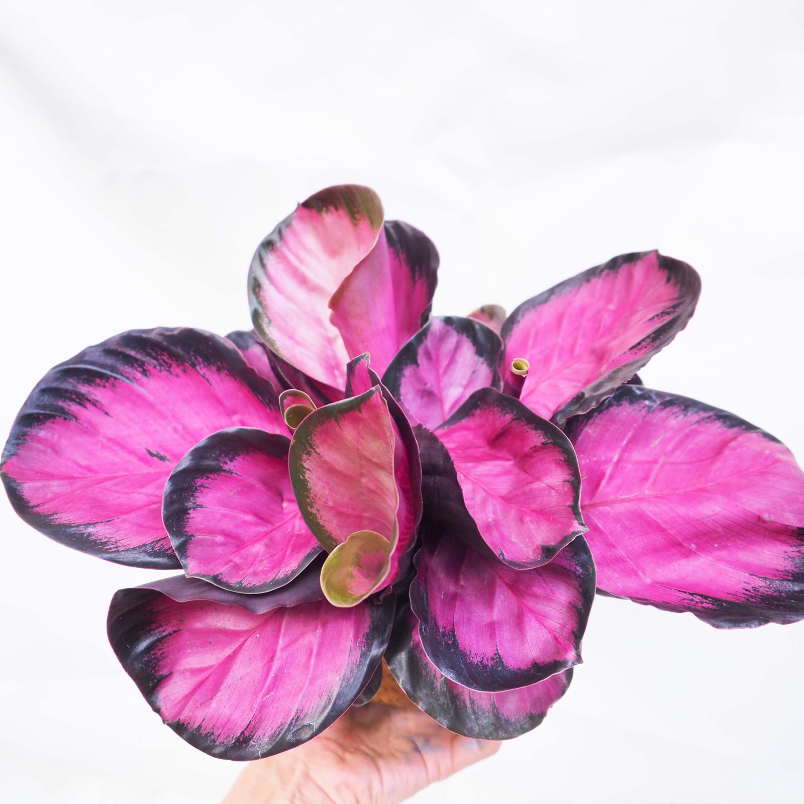 Calathea Rosy