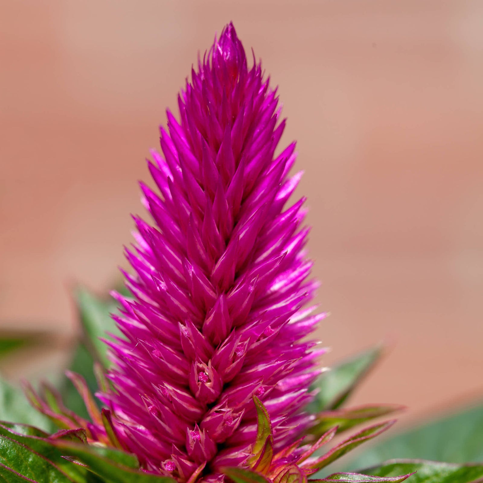 Celosia Venezuela