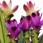Curcuma Siam Tulip