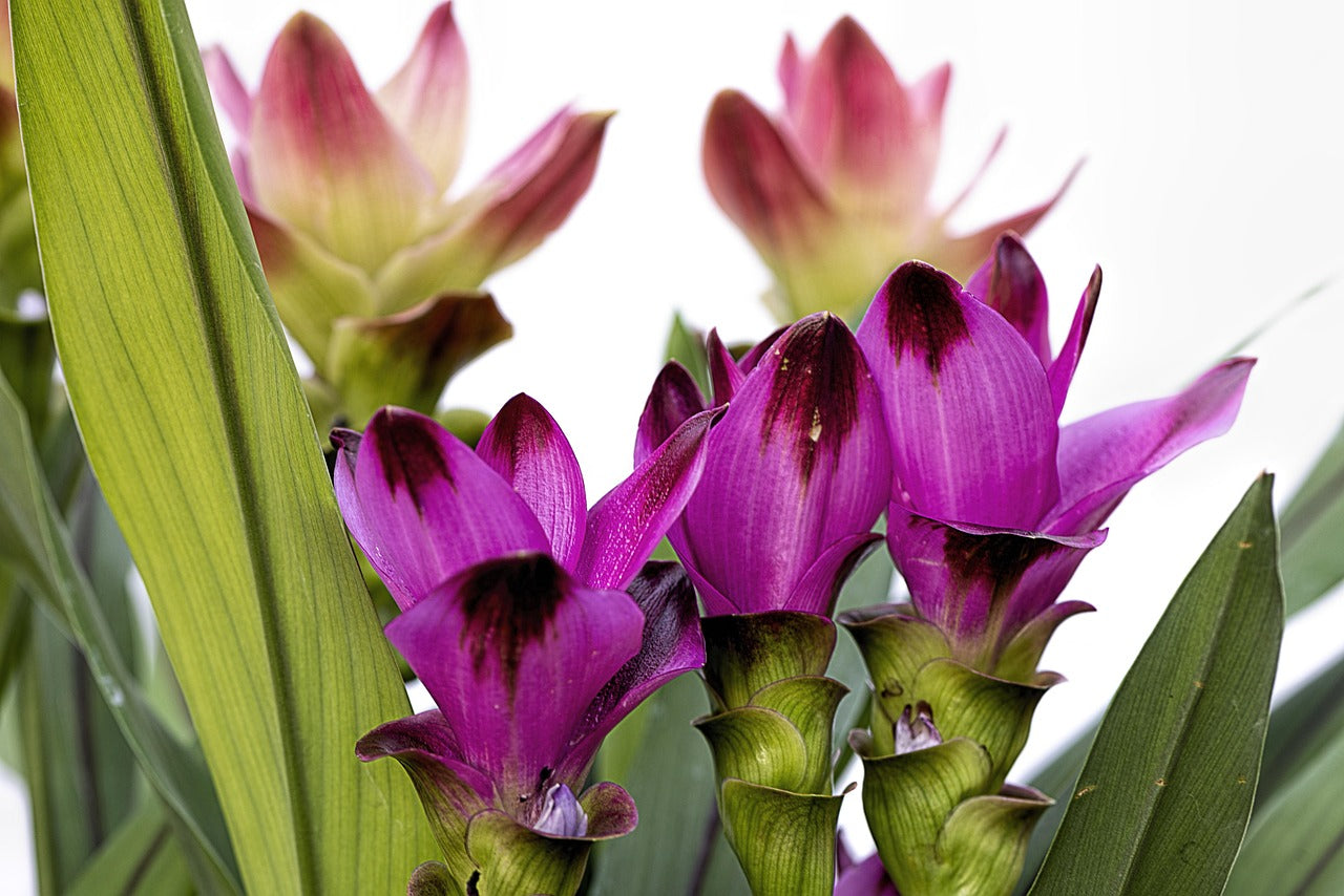 Curcuma Siam Tulip
