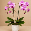 Pink elegance orchid garden