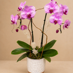 Pink elegance orchid garden