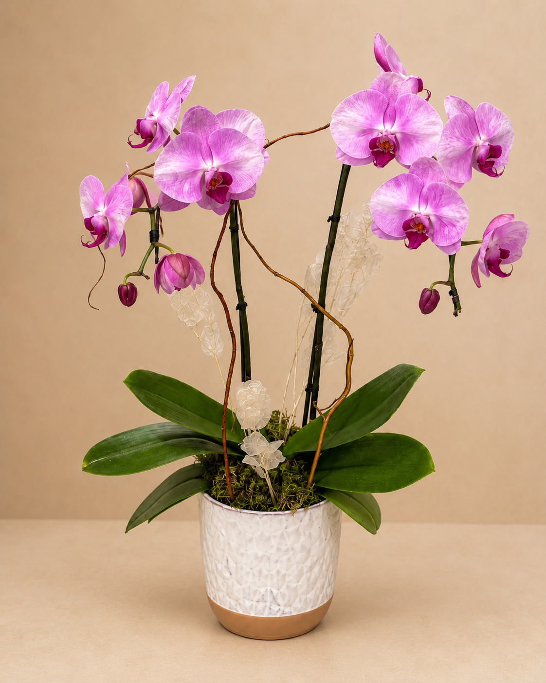 Pink elegance orchid garden