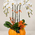 Autumn Elegance