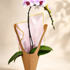Blush Elegance Orchid