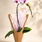 Blush Elegance Orchid