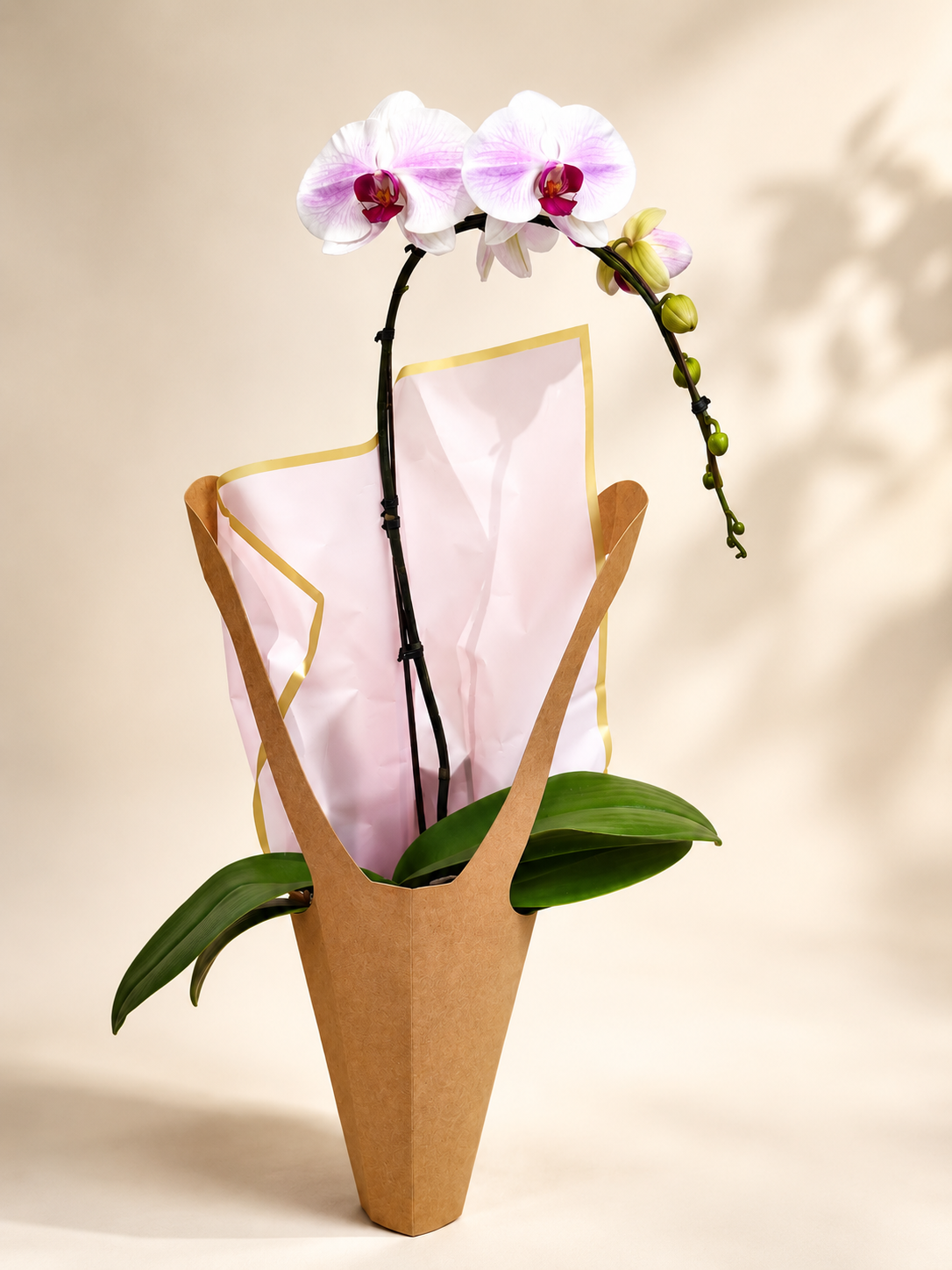 Blush Elegance Orchid